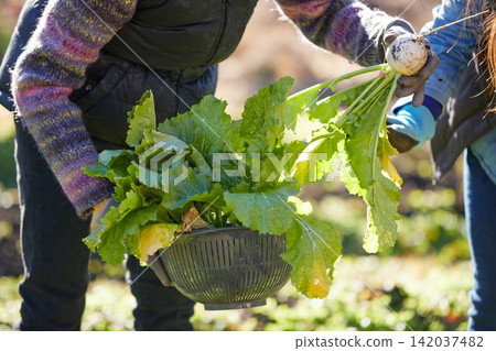 Two women harvesting winter vegetables Two women harvesting winter vegetables 142037482