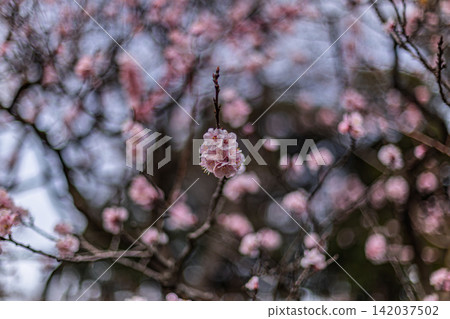 Delicate pink flowers blooming in clusters at the tips of branches against a bokeh background. Kiyosumi Garden, March 2024. Delicate pink flowers blooming in clusters at the tips of branches against a bokeh background. Kiyosumi Garden, March 2024. 142037502