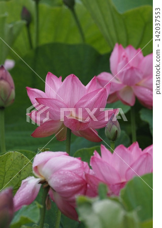 Blooming Lotus Flower Blooming Lotus Flower 142037553