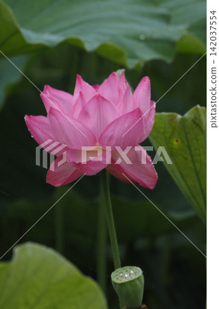 蓮花 蓮花 142037554
