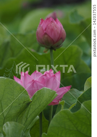 開蓮花 開蓮花 142037555