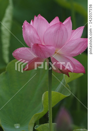 即將開放的蓮花 142037556