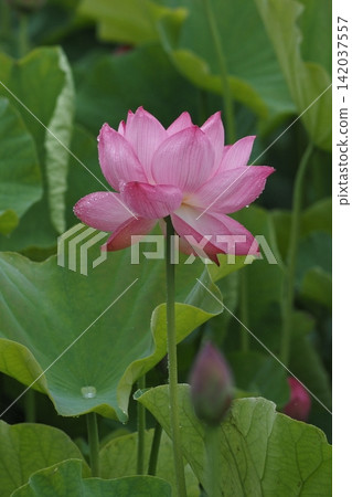 風景與蓮花 風景與蓮花 142037557