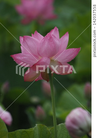 大粉紅色的花 142037558