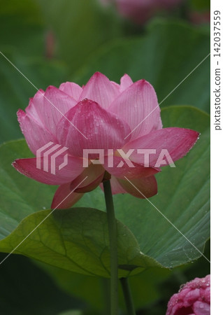 盛開的蓮花 盛開的蓮花 142037559