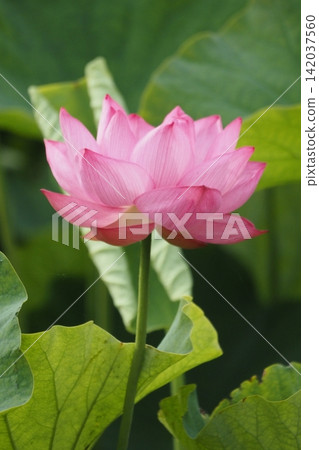 Flowered lotus flower Flowered lotus flower 142037560