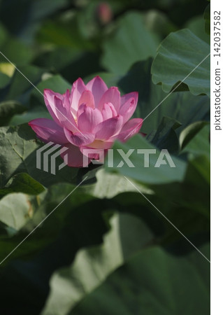 Landscape with lotus flowers Landscape with lotus flowers 142037582