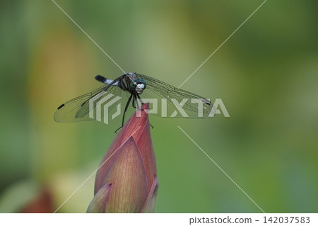The dragonfly that fits in the lotus bud 142037583