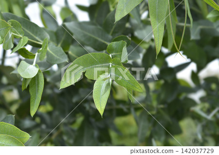 Southern blue gum 142037729