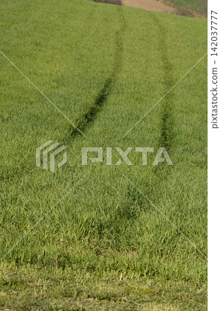 Tire tracks in a lush green grass field Tire tracks in a lush green grass field 142037777
