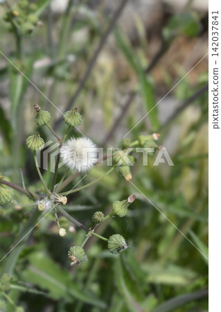 Spiny sowthistle plant with green buds and fluffy seed head Spiny sowthistle plant with green buds and fluffy seed head 142037841