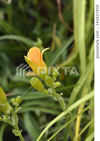 Longfields Kitten daylily closed flower bud Longfields Kitten daylily closed flower bud 142037856