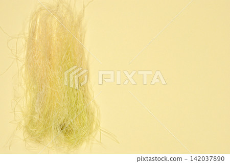 Corn Silk on Yellow Backdrop Corn Silk on Yellow Backdrop 142037890