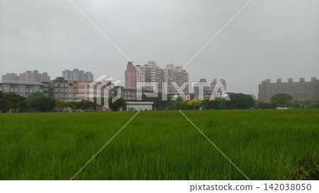 台灣新北-10.10.2022:淡水區的沙崙地區住宅區大樓及稻田 台灣新北-10.10.2022:淡水區的沙崙地區住宅區大樓及稻田 142038050