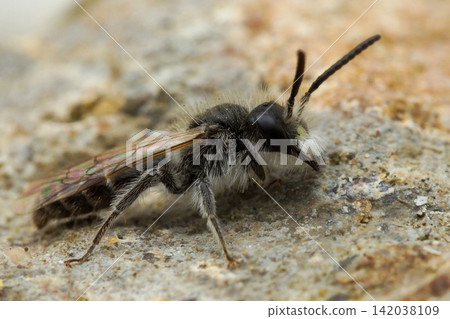 Closeup on a small male of the Red-bellied Miner mining bee, Andrena ventralis Closeup on a small male of the Red-bellied Miner mining bee, Andrena ventralis 142038109