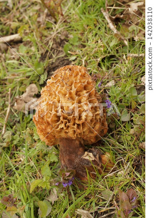 Detailed closeup on the common yellow morel or sponge mushroom, Morchella esculenta Detailed closeup on the common yellow morel or sponge mushroom, Morchella esculenta 142038110