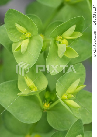 Closeup on the fresh green leaves of the cancer weed or petty spurg,e Euphorbia peplus 142038134