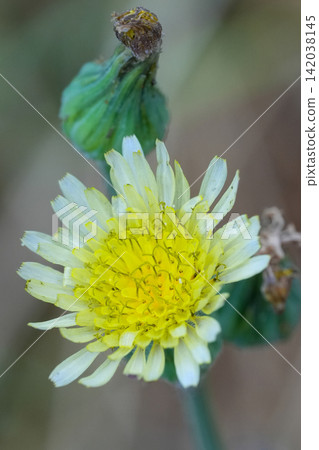 Vibrant yellow and white smooth or common annual sow thistle, Sonchus oleraceus, flower blooming in nature during a sunny day Vibrant yellow and white smooth or common annual sow thistle, Sonchus oleraceus, flower blooming in nature during a sunny day 142038145