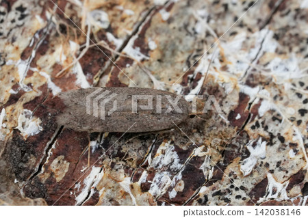 Closeup on the small Bryotropha terrella micro moth sitting on wood in the garden Closeup on the small Bryotropha terrella micro moth sitting on wood in the garden 142038146