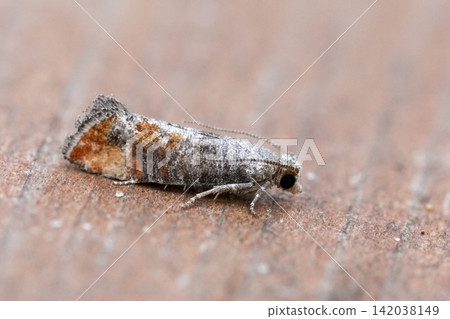 Detailed closeup on the rare Pine leaf-mining micro moth, Clavigesta purdeyi, on wood Detailed closeup on the rare Pine leaf-mining micro moth, Clavigesta purdeyi, on wood 142038149