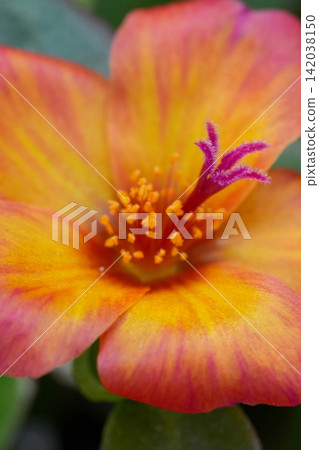 Vibrant Delicate Yellow, Orange, and Pink Wingpod purslane Petals, Portulaca umbraticola, Revealing Intricate Stamens and Pistil Vibrant Delicate Yellow, Orange, and Pink Wingpod purslane Petals, Portulaca umbraticola, Revealing Intricate Stamens and Pistil 142038150