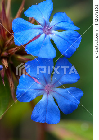 A Vibrant Blue Plumbago or Cape Leadwort Ceratostigma plumbaginoides, Flowers in a Garden Setting, A Vibrant Blue Plumbago or Cape Leadwort Ceratostigma plumbaginoides, Flowers in a Garden Setting, 142038151