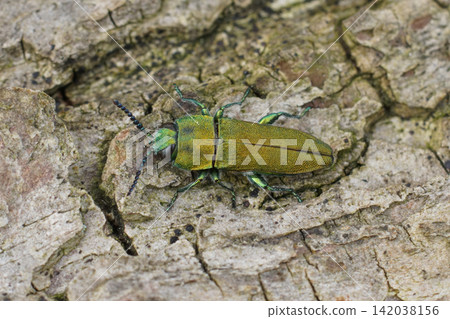 Closeup on the colorful green metallic jewel boring beetle, Anthaxia hungarica sitting on wood Closeup on the colorful green metallic jewel boring beetle, Anthaxia hungarica sitting on wood 142038156