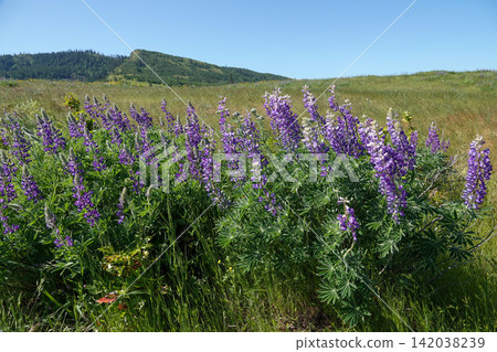 Vibrant purple wildflowers bloom abundantly in a lush green meadow, set against a backdrop of distant hills and a clear blue sky, Columbia river Gorge, Oregon Vibrant purple wildflowers bloom abundantly in a lush green meadow, set against a backdrop of distant hills and a clear blue sky, Columbia river Gorge, Oregon 142038239