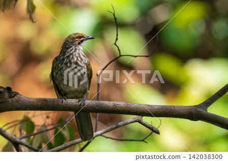 A photograph of an endangered wild bird, a Yellow-headed Bulbul, perched on a tree branch in Singapore. A photograph of an endangered wild bird, a Yellow-headed Bulbul, perched on a tree branch in Singapore. 142038300