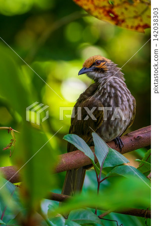 A photograph of an endangered wild bird, a Yellow-headed Bulbul, perched on a tree branch in Singapore. A photograph of an endangered wild bird, a Yellow-headed Bulbul, perched on a tree branch in Singapore. 142038303