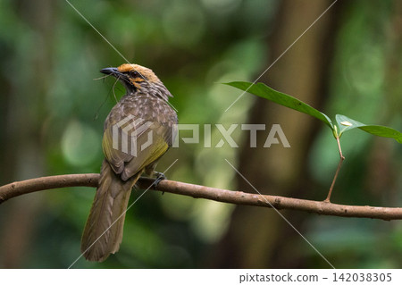 一張照片顯示,一隻瀕危野生鳥類——黃頭鵯——棲息在新加坡的一根樹枝上。 一張照片顯示,一隻瀕危野生鳥類——黃頭鵯——棲息在新加坡的一根樹枝上。 142038305