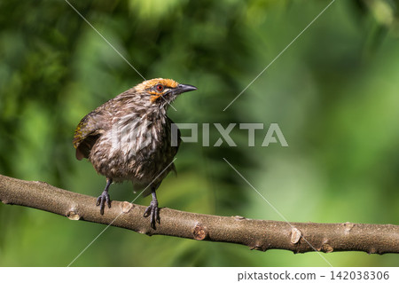 A photograph of an endangered wild bird, a Yellow-headed Bulbul, perched on a tree branch in Singapore. A photograph of an endangered wild bird, a Yellow-headed Bulbul, perched on a tree branch in Singapore. 142038306