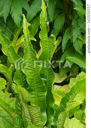 Vibrant green hart's-tongue fern, Asplenium scolopendrium fronds with unique wavy edges, showcasing lush tropical foliage Vibrant green hart's-tongue fern, Asplenium scolopendrium fronds with unique wavy edges, showcasing lush tropical foliage 142038317