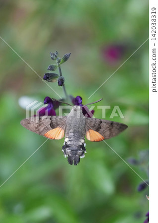 Hummingbird Hawk-moth, Macroglossum stellatarum, hover near vibrant purple flower blossoms in a natural garden setting Hummingbird Hawk-moth, Macroglossum stellatarum, hover near vibrant purple flower blossoms in a natural garden setting 142038319