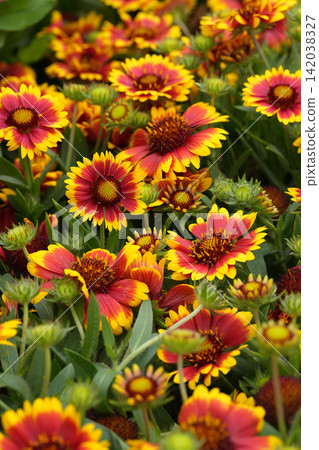 Vibrant Red and Yellow Blanket Flowers, Gaillardia aristata, in a Lush Garden, a Beautiful Display of Nature's Colorful Bloom 142038327