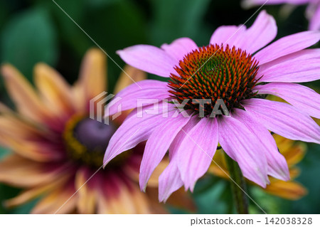 Vibrant Purple Coneflower, Echinacea purpurea, Blossom in Garden with a Softly Blurred Background for Natural Beauty Concepts Vibrant Purple Coneflower, Echinacea purpurea, Blossom in Garden with a Softly Blurred Background for Natural Beauty Concepts 142038328