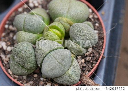 Living Stone Succulent Plant in a Brown Pot with Gravel CloseUp View of Fleshy Green Foliage in Full Bloom Living Stone Succulent Plant in a Brown Pot with Gravel CloseUp View of Fleshy Green Foliage in Full Bloom 142038332