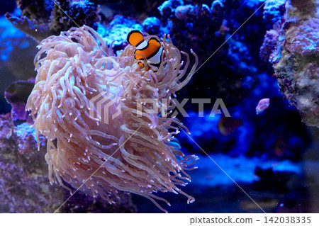 Vibrant clownfish find sanctuary within the protective tentacles of a sea anemone on a vivid coral reef Vibrant clownfish find sanctuary within the protective tentacles of a sea anemone on a vivid coral reef 142038335