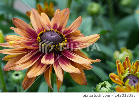 Vibrant Red Coneflower, Echinacea purpurea, Blossom in a Garden Setting with a Softly Blurred Background for Natural Beauty Concepts Vibrant Red Coneflower, Echinacea purpurea, Blossom in a Garden Setting with a Softly Blurred Background for Natural Beauty Concepts 142038355