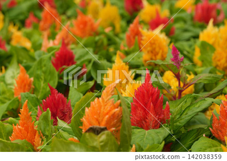 Vibrant Cockscomb Flowers (Celosia) Bloom in a Lush Garden with Rich Red, Orange, and Yellow Hues 142038359