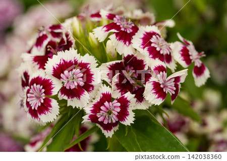 Vibrant Bicolor dianthus barbatus Flower Cluster with Deep Magenta Centers and White Edges, Lush Green Foliage, Daytime Bloom Vibrant Bicolor dianthus barbatus Flower Cluster with Deep Magenta Centers and White Edges, Lush Green Foliage, Daytime Bloom 142038360