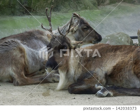Pair of Reindeer, Rangifer tarandus, Rest Together on Ground in Natural Habitat, Close-up Wildlife Portrait Pair of Reindeer, Rangifer tarandus, Rest Together on Ground in Natural Habitat, Close-up Wildlife Portrait 142038373