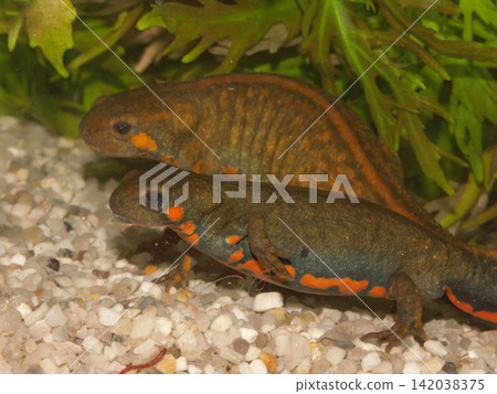 Close up of two colorful endangered Chinese Chuxiong fire-bellied newt Cynops cyanurus with green aquatic plants in background Close up of two colorful endangered Chinese Chuxiong fire-bellied newt Cynops cyanurus with green aquatic plants in background 142038375