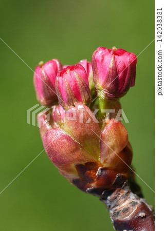 Close up of vibrant pink Japanese Cherry flower buds emerging on a branch, signaling spring arrival and new life Close up of vibrant pink Japanese Cherry flower buds emerging on a branch, signaling spring arrival and new life 142038381
