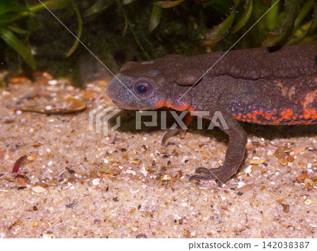 Closeup on a male Japanese fire-bellied newt, Cynops pyrrhogaster Closeup on a male Japanese fire-bellied newt, Cynops pyrrhogaster 142038387