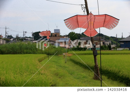 Hawk-shaped bird-repellent kite (image) Hawk-shaped bird-repellent kite (image) 142038416