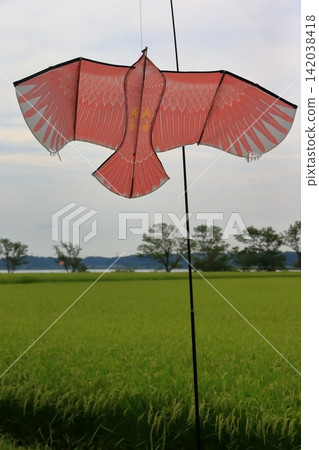 Hawk-shaped bird-repellent kite (image) Hawk-shaped bird-repellent kite (image) 142038418