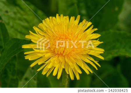 Close up of vibrant yellow Dandelion, Taraxacum officinale bloom against a soft green background, capturing spring's fresh arrival Close up of vibrant yellow Dandelion, Taraxacum officinale bloom against a soft green background, capturing spring's fresh arrival 142038425