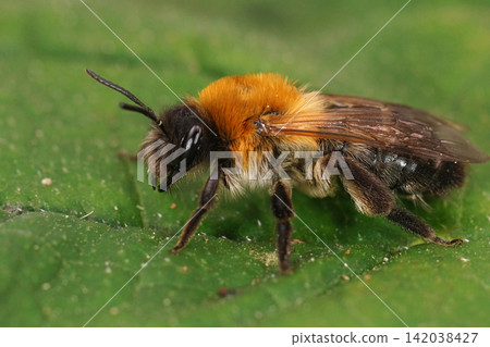 Closeup on a colorful female Grey-patched mining bee, Andrena ni Closeup on a colorful female Grey-patched mining bee, Andrena ni 142038427