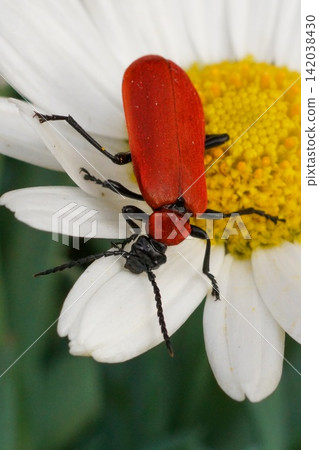 Vibrant Red Common Cardinal beetle, Pyrochroa serraticornis Perch on Daisy Petals: A Close-Up Macro View Vibrant Red Common Cardinal beetle, Pyrochroa serraticornis Perch on Daisy Petals: A Close-Up Macro View 142038430